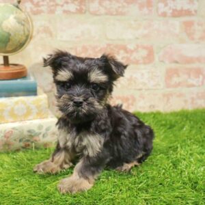 Morkie – 942