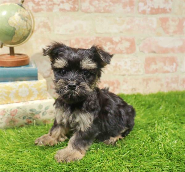 Eleanor, Morkie, Image 1