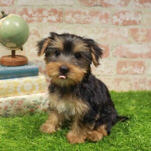 Yorkie – 943