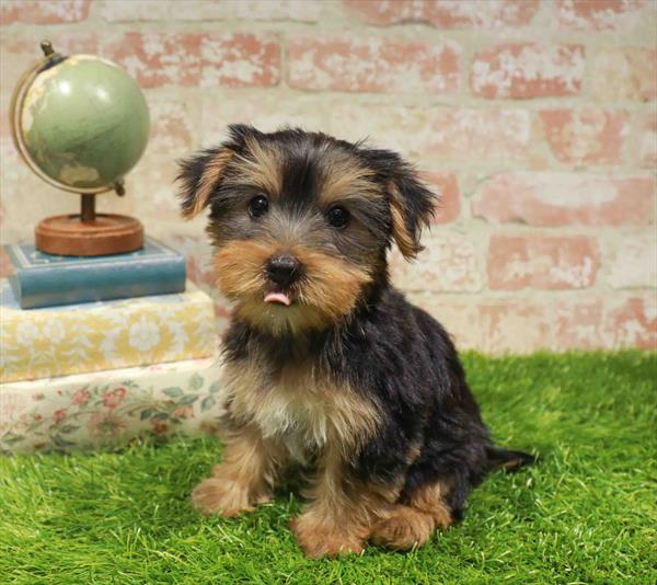 Gladys, Yorkie, Image 1