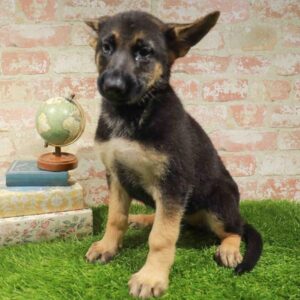 German Shepherd – 941