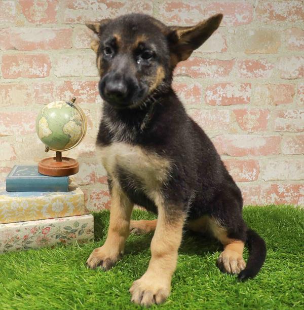 Ethel, German Shepherd, Image 1
