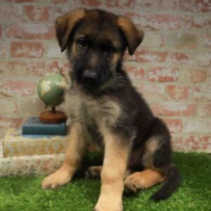 German Shepherd – 944