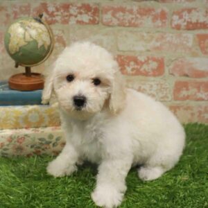 Poodle – 945