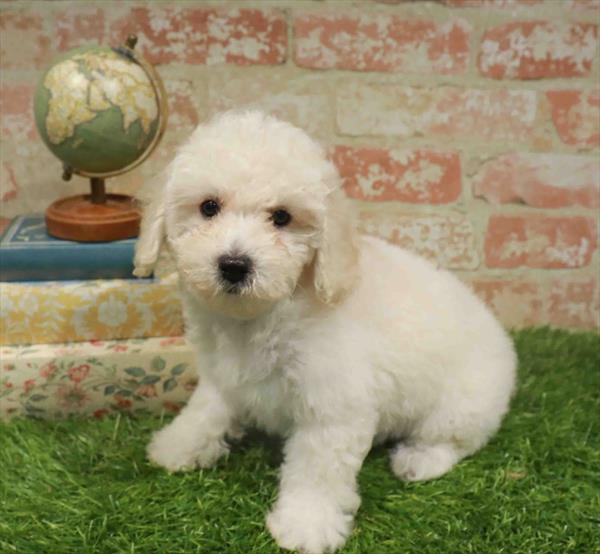 Stacy, Poodle, Image 1