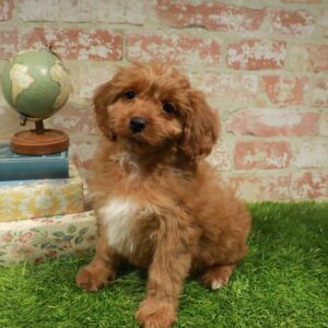 Cavapoo – 946
