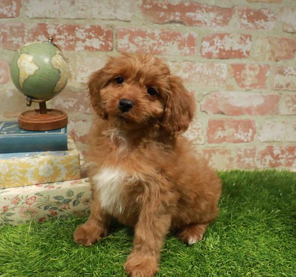 Ruby, Cavapoo, Image 1