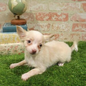 Chihuahua – 947