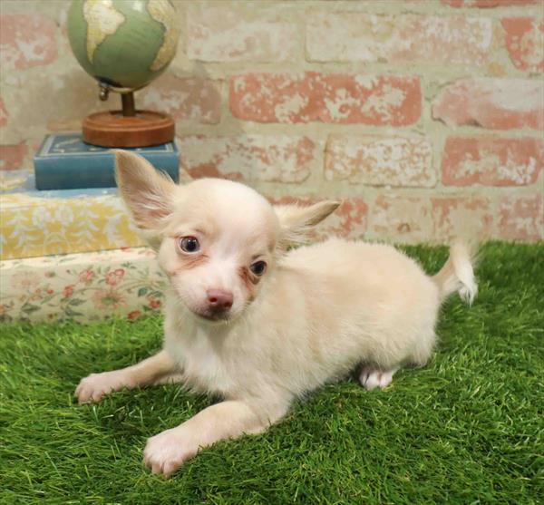 Pauline, Chihuahua, Image 1
