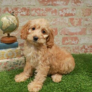 Cockapoo – 948