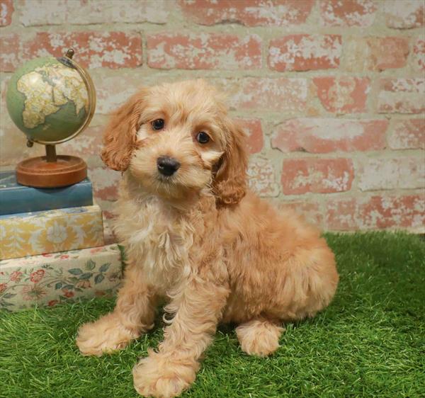 Alice, Cockapoo, Image 1