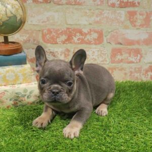 French Bulldog – 950