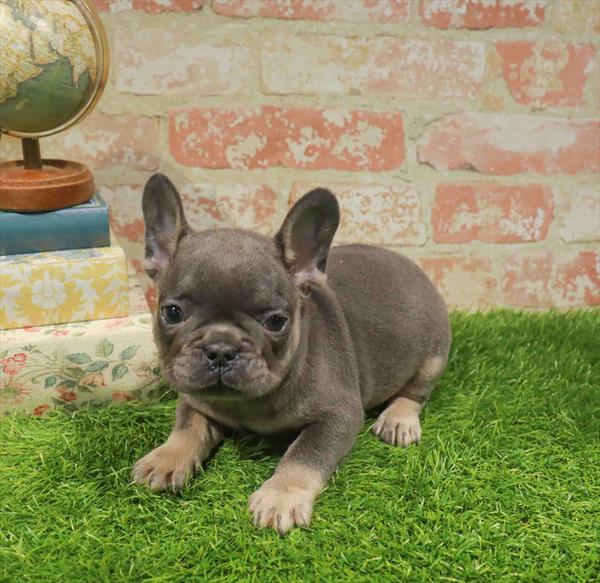 Kendrick, French Bulldog, Image 1
