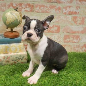 Boston Terrier – 951