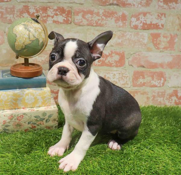 Lena, Boston Terrier, Image 1