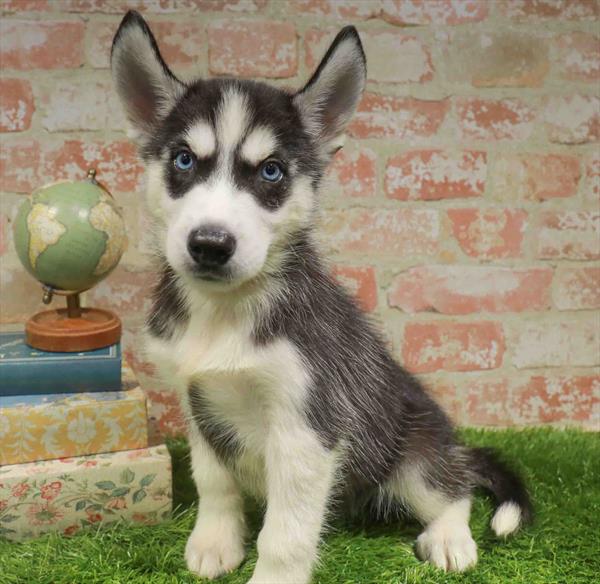 Scott, Siberian Husky, Image 1