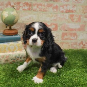 Cavalier King Charles Spaniel – 952