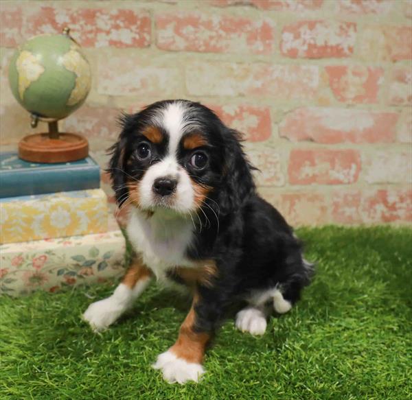Joanna, Cavalier King Charles Spaniel, Image 1