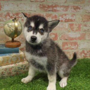 Alaskan Klee Kai – 954