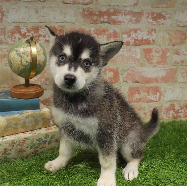 Alaskan Klee Kai - 954, Alaskan Klee Kai, Image 1