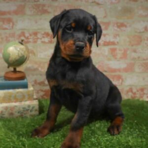Rottweiler – 957