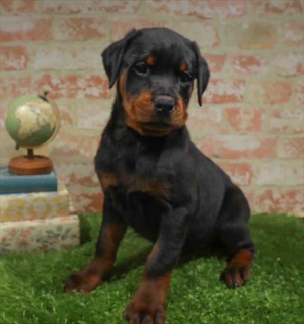 Rottweiler - 957, Rottweiler, Image 1