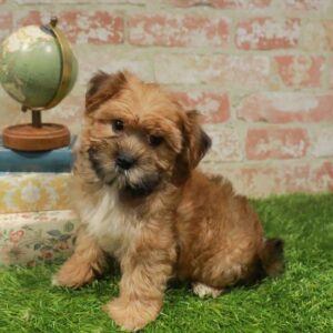 Morkie – 955