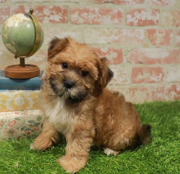 Morkie - 955, Morkie, Image 1
