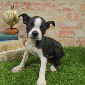 Boston Terrier – 956
