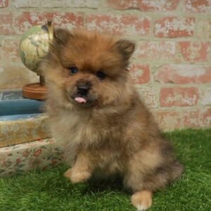 Pomeranian – 958