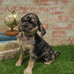 Puggle – 960
