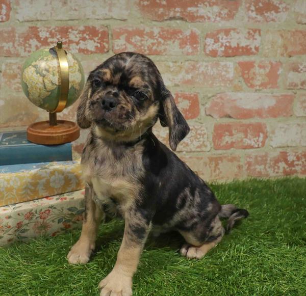 Puggle - 960, Puggle, Image 1