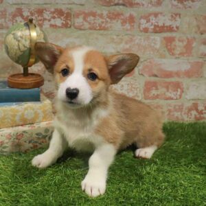 Pembroke Welsh Corgi – 959