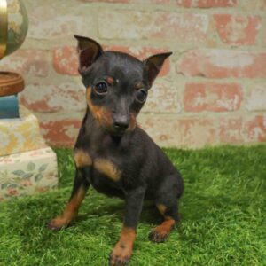 Min Pin – 961