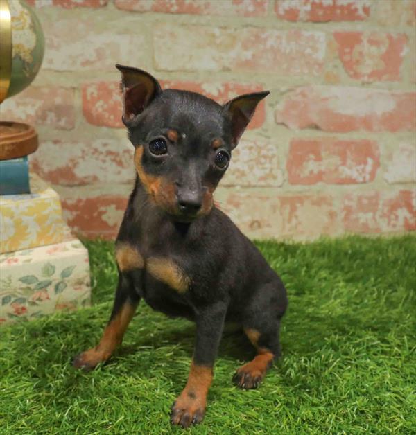 Min Pin - 961, Min Pin, Image 1