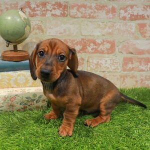 Dachshund – 964