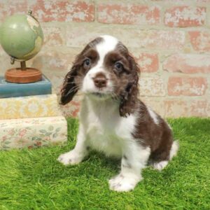 Cocker Spaniel – 966