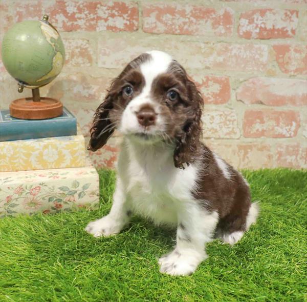 Sally, Cocker Spaniel, Image 1