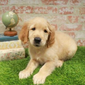 Golden Retriever – 967