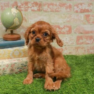 Cavalier King Charles Spaniel – 969