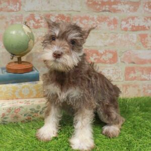 Mini Schnauzer – 970