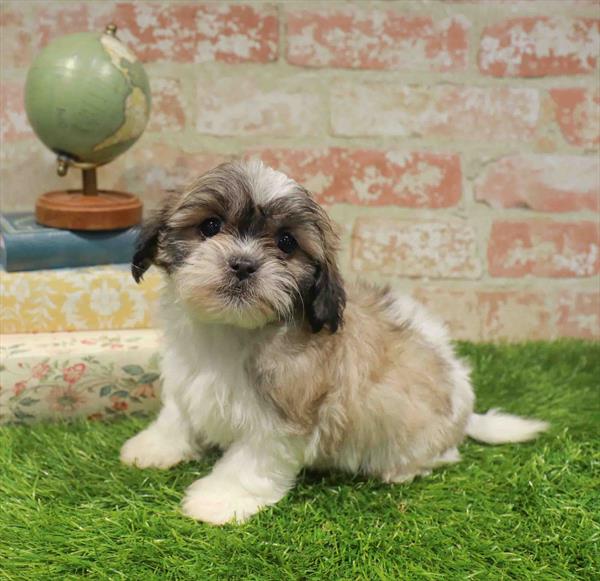 Gregory, Shipoo, Image 1