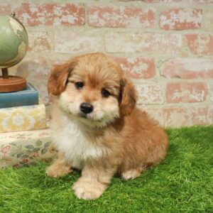 Yorkie-Poo – 971