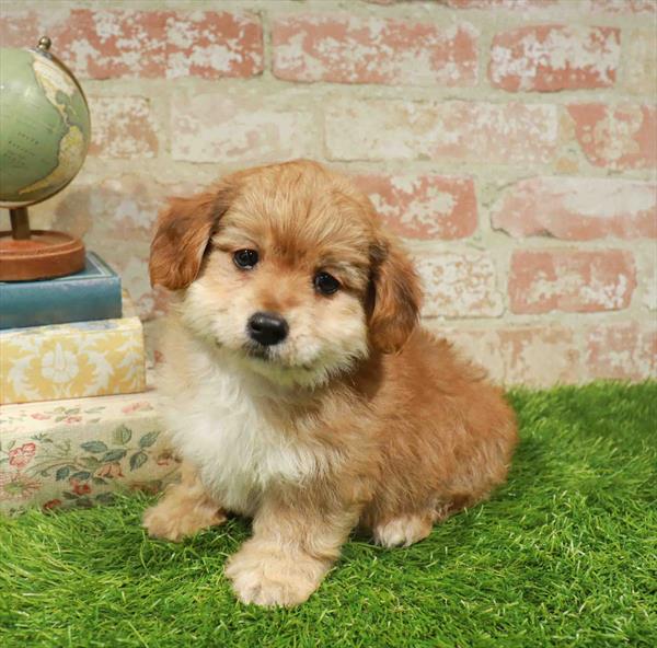 Milton, Yorkie-Poo, Image 1