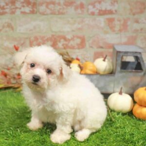 Bichon – 972