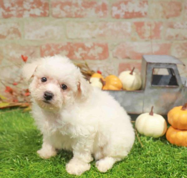 Jackie, Bichon, Image 1