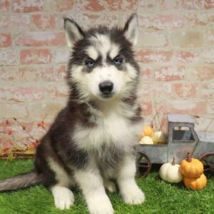 Siberian Husky – 976