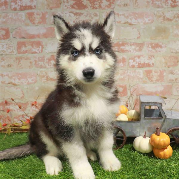 Jack, Siberian Husky, Image 1