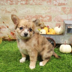 Chihuahua – 977