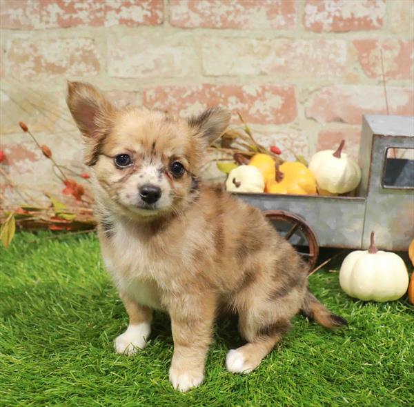 Daisy, Chihuahua, Image 1